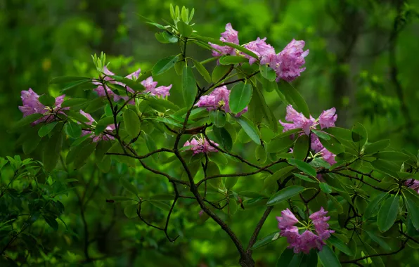 Куст, Babcock State Park, цветки, рододендрон, West Virginia, Западная Виргиния, Парк Бэбкок