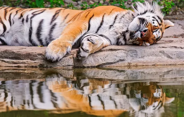 Картинка вода, тигр, отражение, спит, лежит
