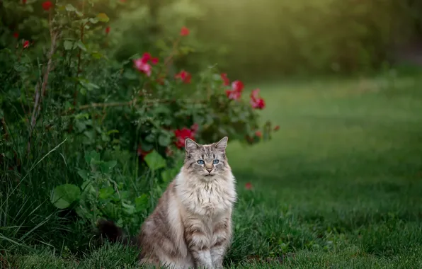 Кошка, кот, цветы, розы, розовый куст