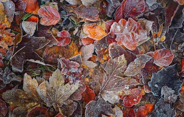Картинка осень, лес, макро, листва, мороз