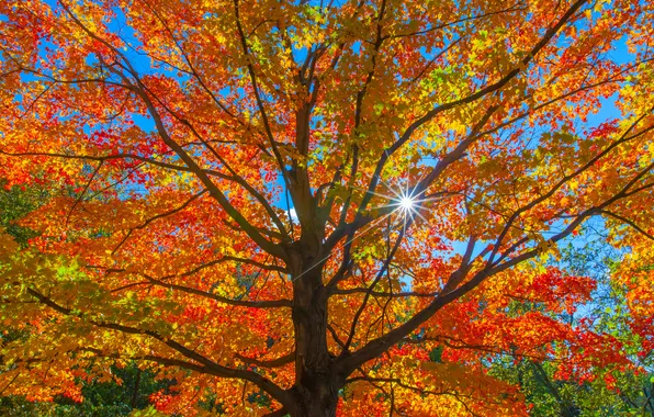 Картинка осень, лес, небо, листья, солнце, лучи, дерево, ствол