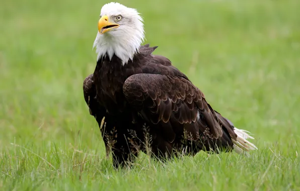 Птица, клюв, белоголовый орлан, bald eagle