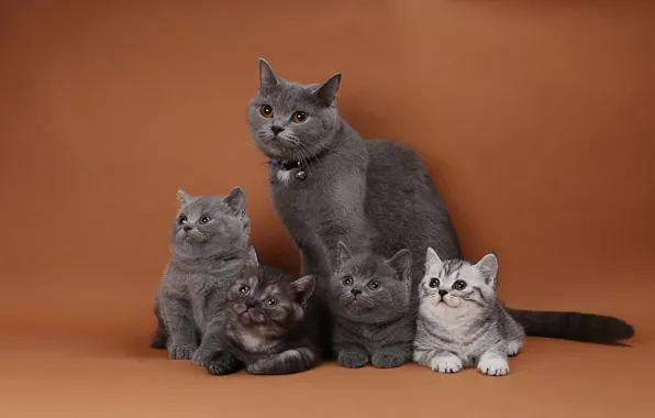 Кошка, кошки, семья, котята, малыши, мама, британские