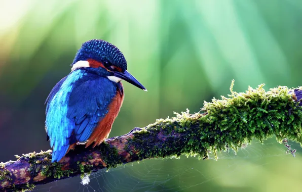 Птица, Alcedo atthis, kingfisher, Обыкновенный зимородок