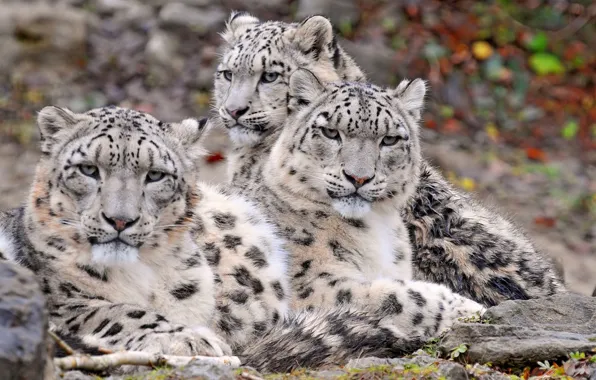 Картинка animals, snow, wildlife, Snow Leopards