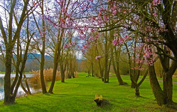 Картинка озеро, парк, весна, цветение, trees, park, lake, Spring