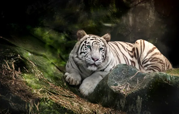 Картинка белый, тигр, хищник, голубоглазый