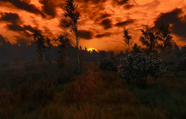 Охота, ведьмак, дикая, The Witcher 3: Wild Hunt)