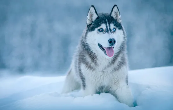 Картинка зима, язык, снег, собака, Хаски