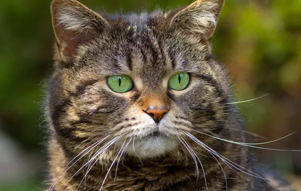 Картинка кот, усы, фон, полосатый, зеленые глаза