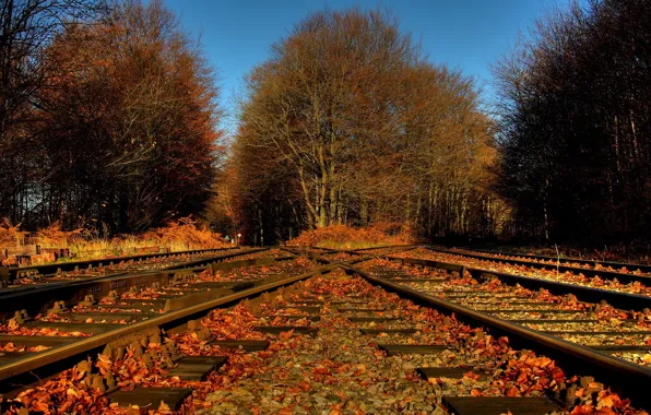 Картинка осень, листья, природа, железная дорога