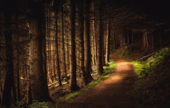 Картинка лес, тропа, Шотландия, Scotland