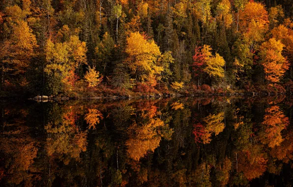 Осень, лес, деревья, озеро, отражение, берег, желтые, водоем