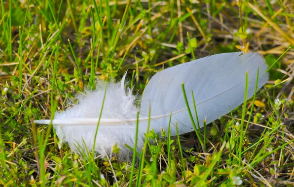 White, grass, delicate, feather