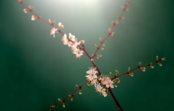 Ветки, стебли, бутоны, белые цветы, branches, buds, stalks, white flowers