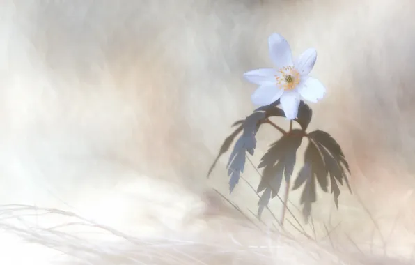 Макро, цветы, природа