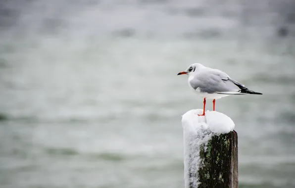 Картинка bird, winter, lake