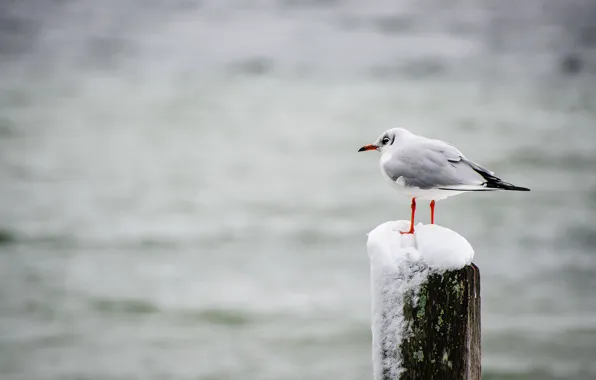 Bird, winter, lake