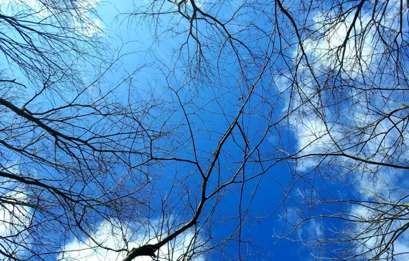 IRAN, sky, cloud, tree, saravan