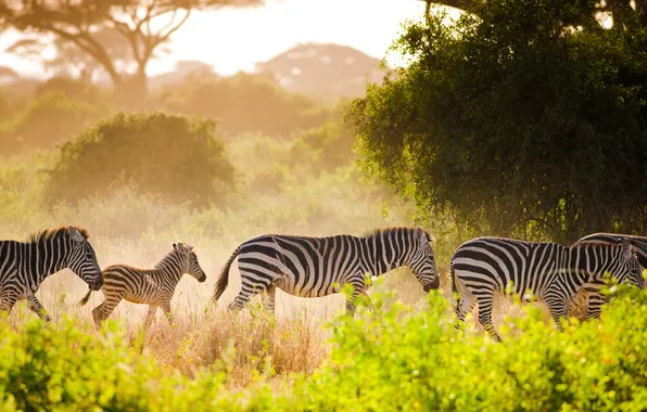Green, light, animals, africa, safari, zebra, wildlife, travel