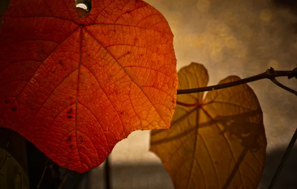 Картинка осень, макро, листва