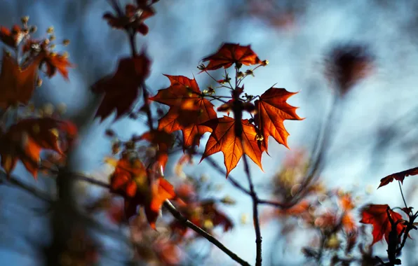 Картинка осень, листья, макро, природа, ветви, размытость, клён, боке