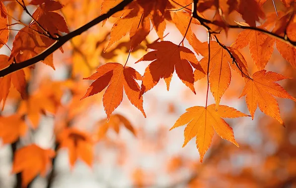Картинка осень, листья, деревья, фон, colorful, autumn, leaves