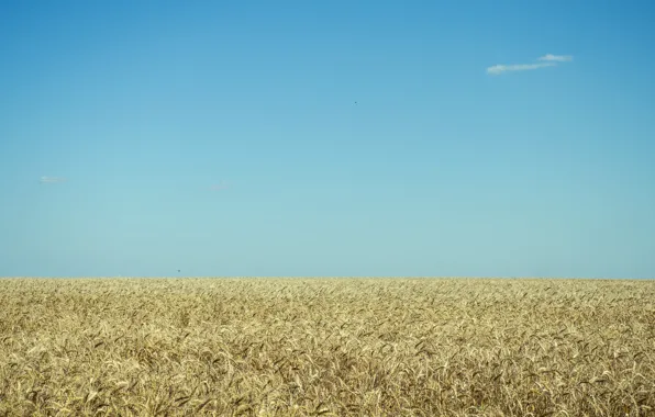 Картинка пшеница, поле, безмятежность, голубое небо