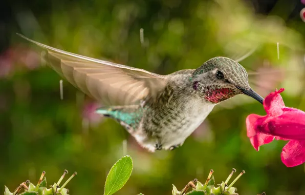 Цветок, дождь, колибри, полёт, птичка, William Lee