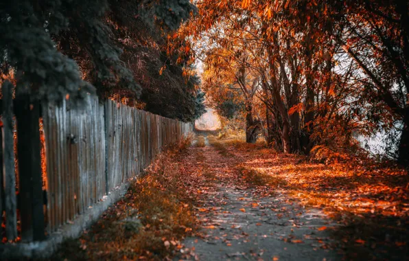 Дорога, осень, листья, деревья, улица, забор, Autumn