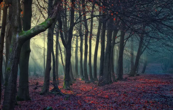 Листья, деревья, природа