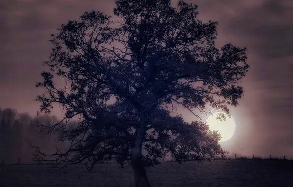 Картинка природа, дерево, луна, вечер