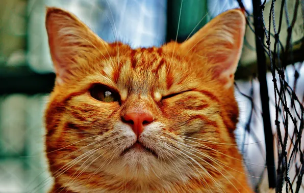Картинка кошка, кот, рыжий, домашнее животное