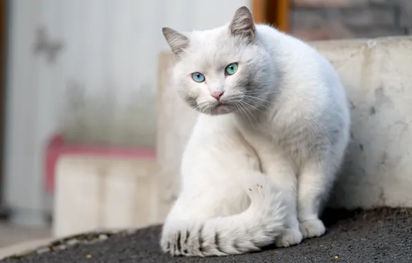 Кошка, кот, взгляд, поза, фон, белая, сидит, разные глаза