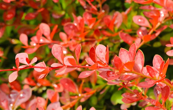 Red, leaf, twig