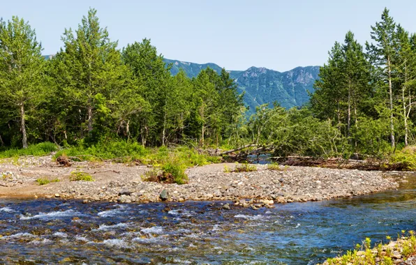 Деревья, горы, ручей, камни, Россия, Камчатка, Kamchatka