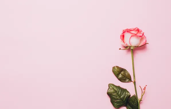 Картинка цветок, Роза, бутон, розовый фон
