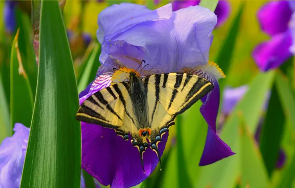 Картинка Макро, Цветы, Весна, Бабочка, Flowers, Spring, Macro, Butterfly