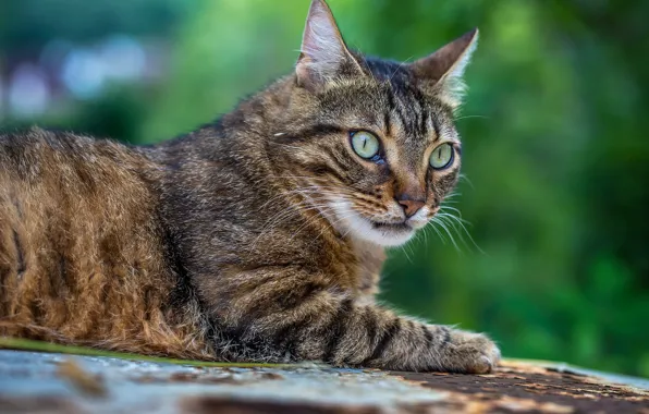 Кошка, кот, взгляд, природа, поза, мордашка, полосатый