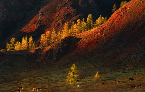 Картинка осень, деревья, пейзаж, горы, природа, коровы, пастбище, Алтай