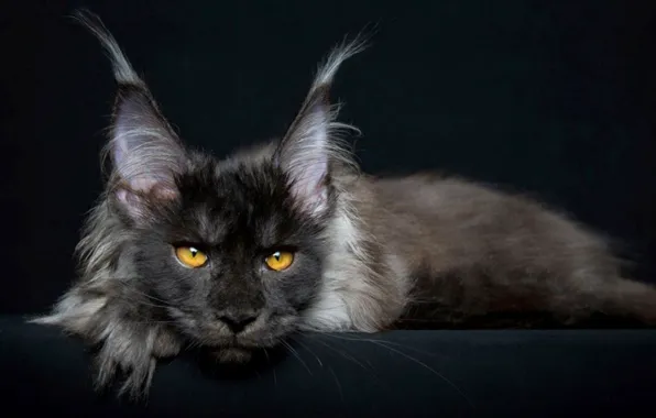 Картинка cat, animal, maine coon