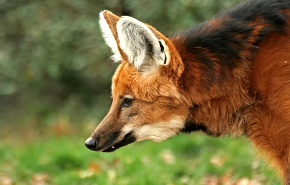 Картинка fox, animal, wildlife, South America, maned wolf