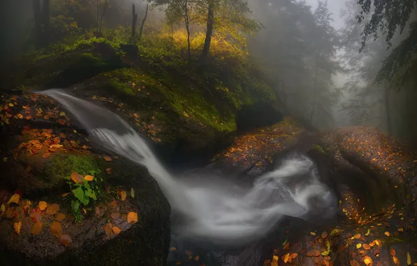 Картинка лес, вода, деревья, природа, Осень, Болгария, Краси Матаров
