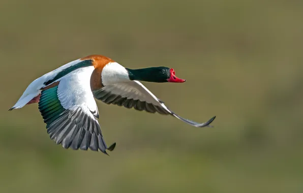 Птица, полёт, Пеганка
