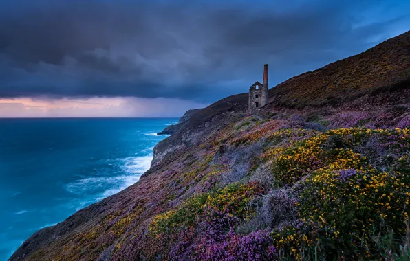 Море, цветы, побережье, Англия, England, Корнуолл, Cornwall, Кельтское море