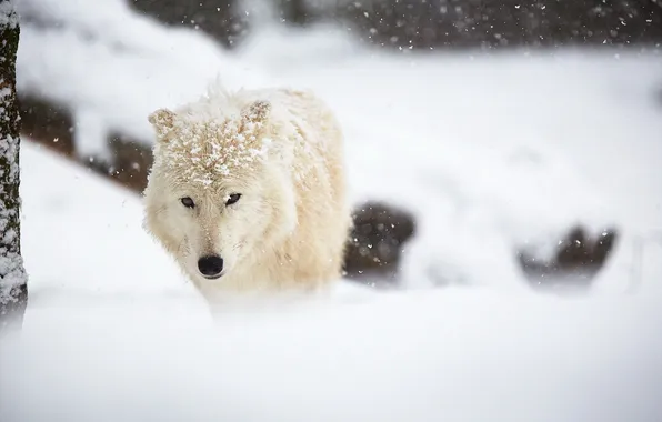 Картинка зима, снег, Arctic wolf