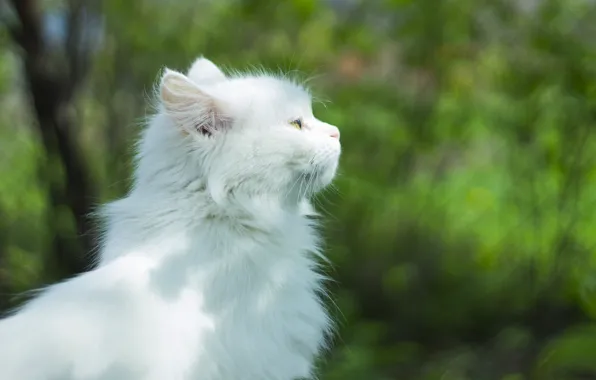Кот, Животные, Милашка, Милости