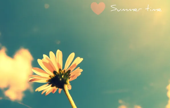Цветок, лето, небо, растение, heart, colours, время года, summer flower