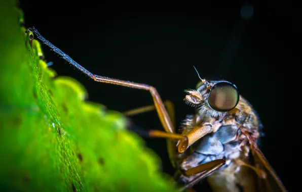 Макро, Растения, Насекомое, Macro, Insect, Лапы, Close-Up, Egor Kamelev