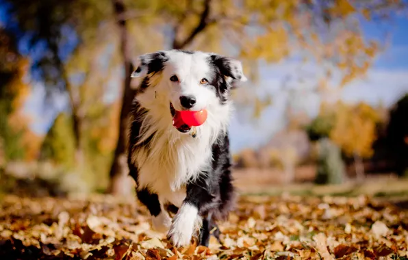 Картинка осень, собака, мячик